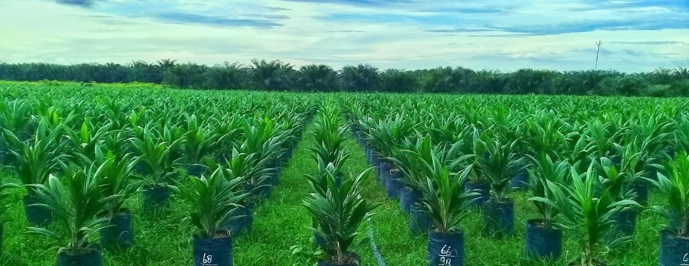 Palmölplantage