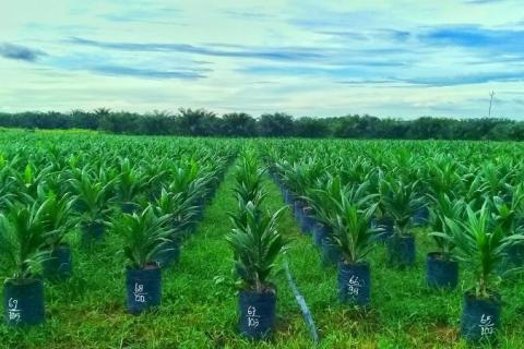 Palmölplantage